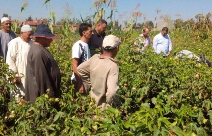 الزراعة تستعرض حصاد أنشطة مبادرة المراكز الإرشادية خلال النصف الأول من سبتمبر